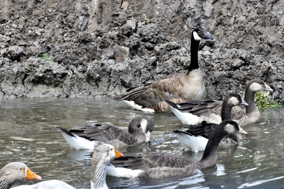 Verschillende ganzen - Vogels - 