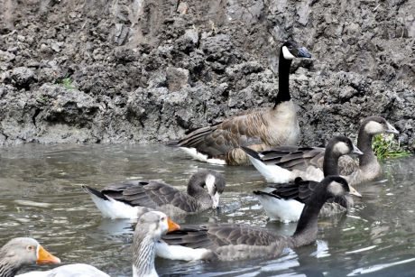 Verschillende ganzen