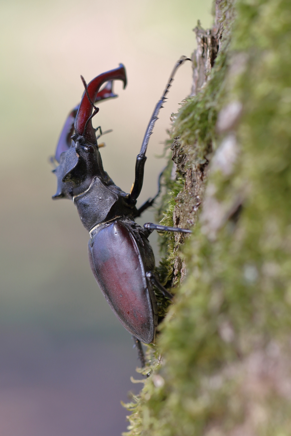 vliegend hert -m- - Geleedpotigen - vliegend hert