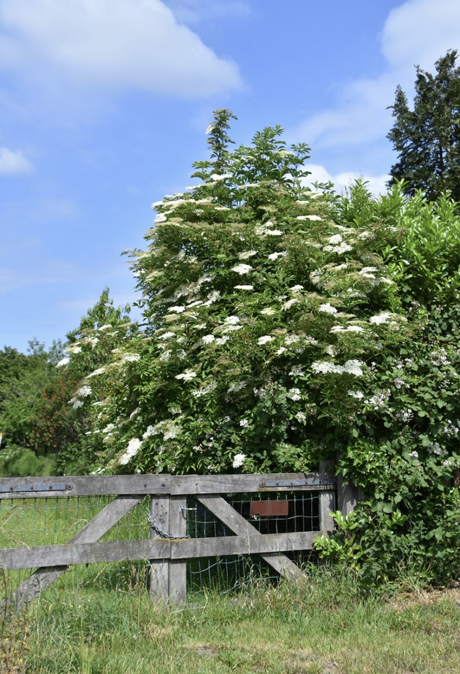 Vlierbes - Planten - 