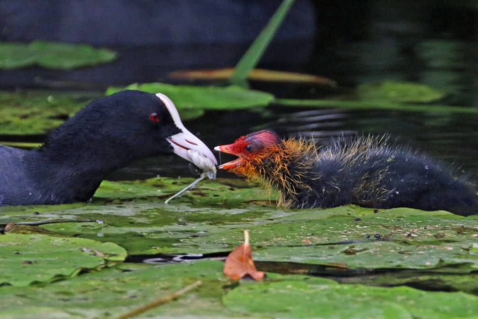 Voor mij ? - Vogels - Meerkoeten
