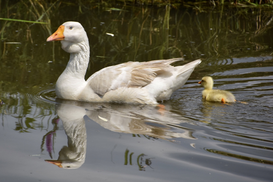 Midden juli. - Vogels - 