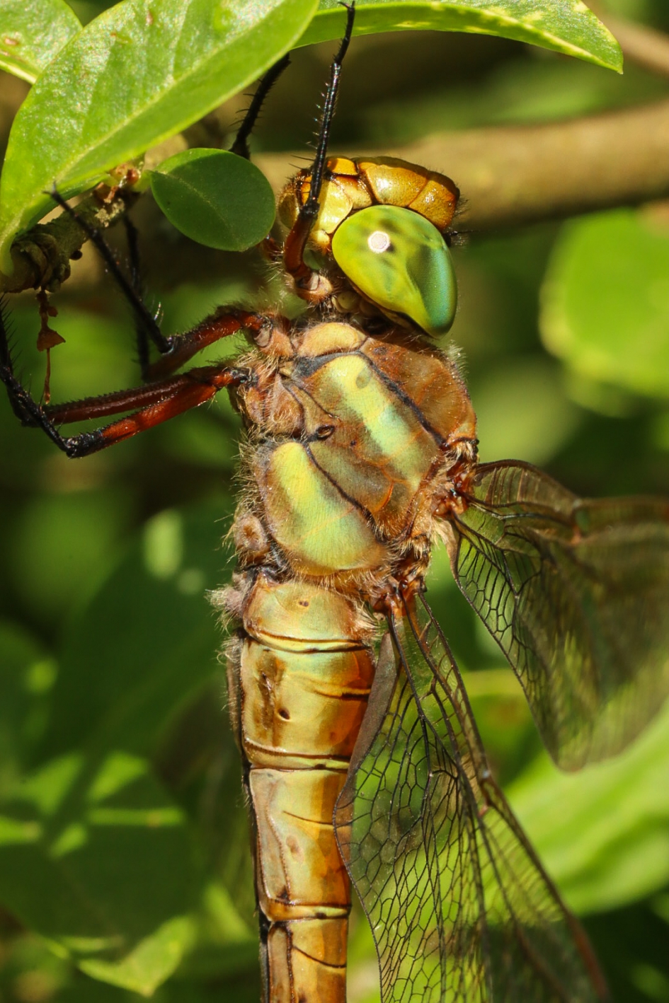 Vroege glazemaker van dichtbij - Geleedpotigen - Vroege glazenmaker