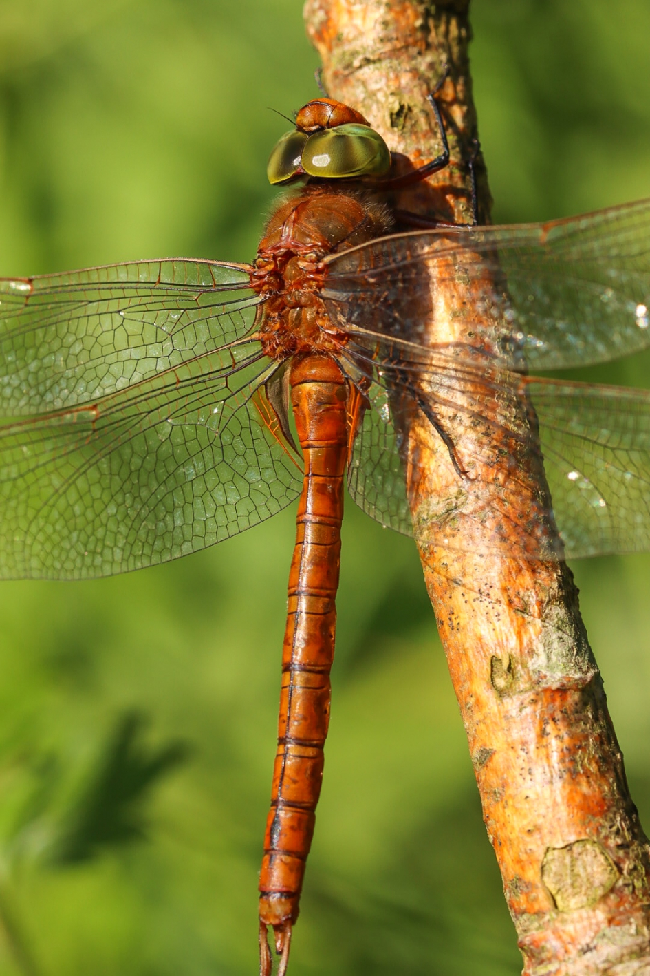 Vroege glazenmaker - Geleedpotigen - Vroege glazenmaker