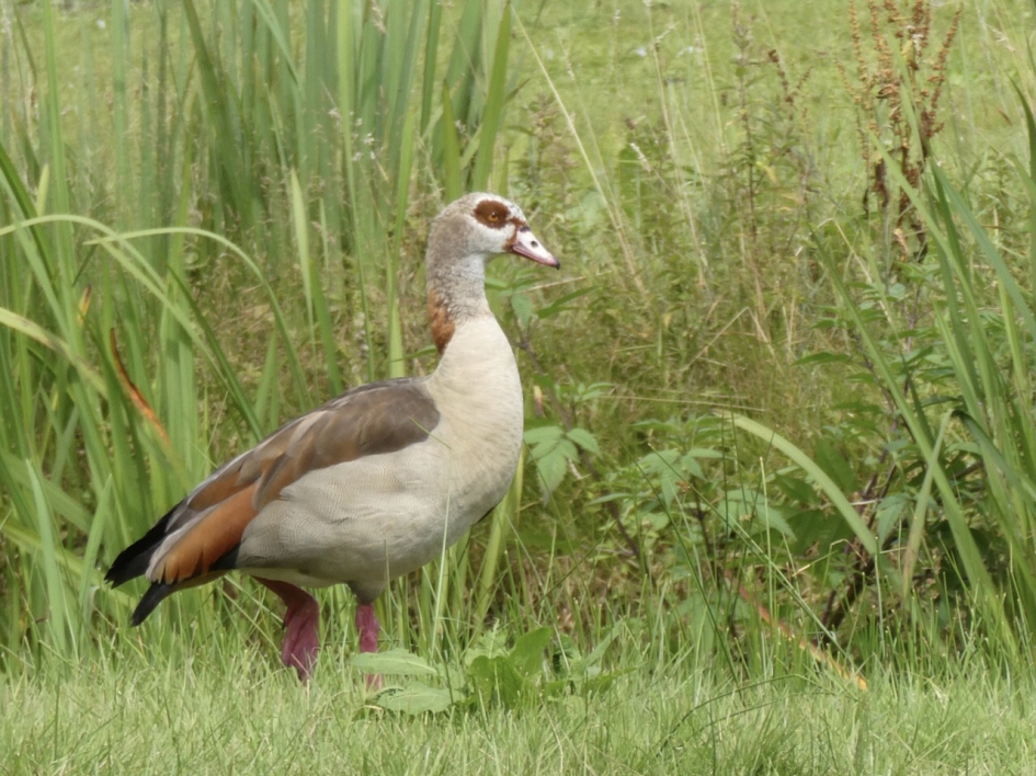 Waarschijnlijk pa nijlgans - Vogels - 
