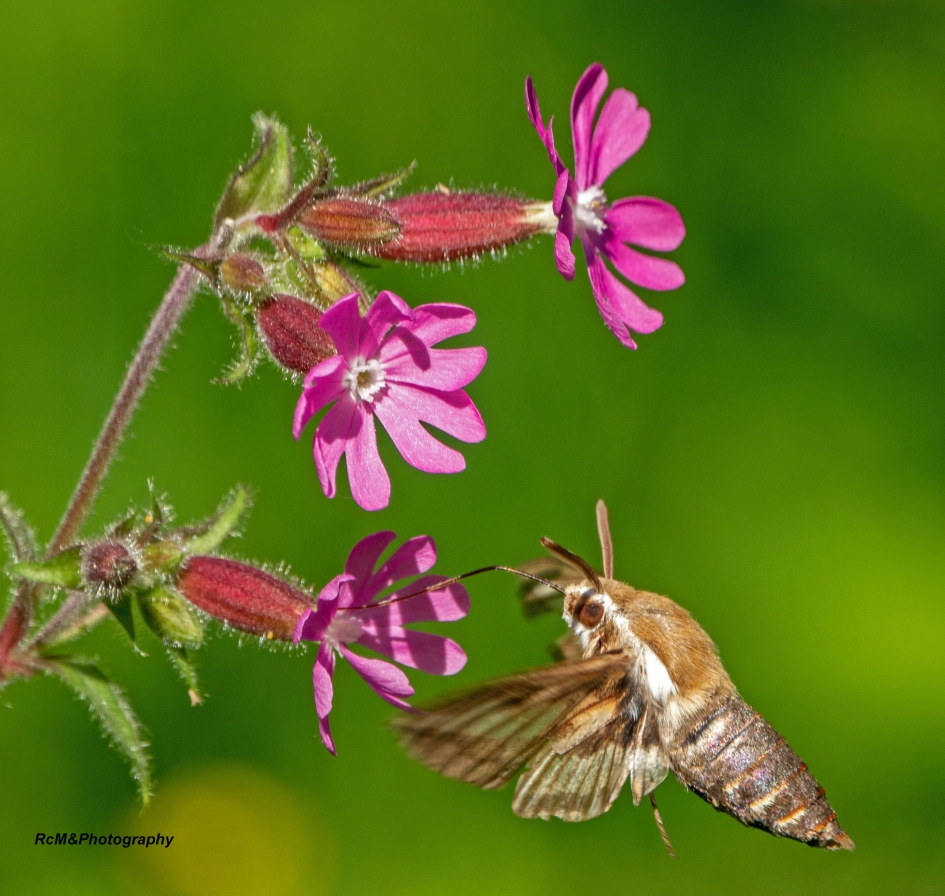 Walstropijlstaart. - Geleedpotigen - Walstropijlstaart.