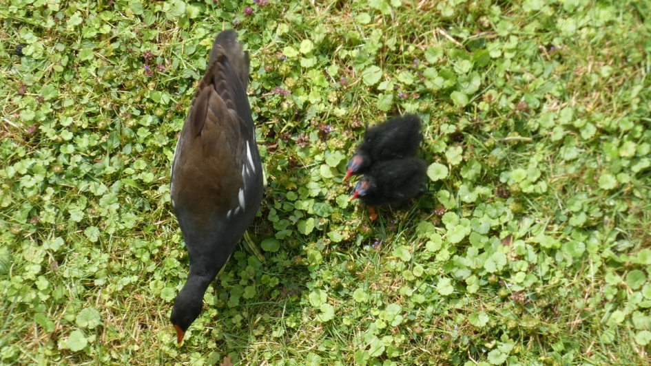 Waterhoen met jongen - Vogels - Waterhoen