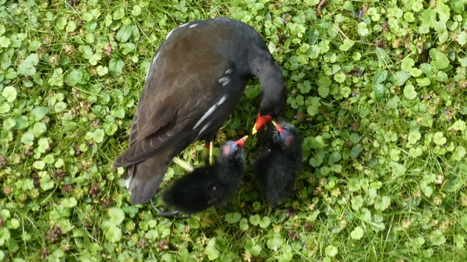 Waterhoen met jongen - Vogels - Waterhoen