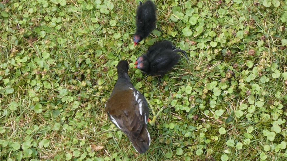 Waterhoen met jongen - Vogels - Waterhoen