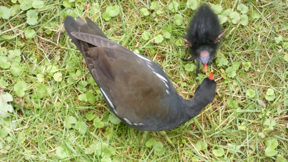 Waterhoen voert een van haar jongen - Vogels - Waterhoen