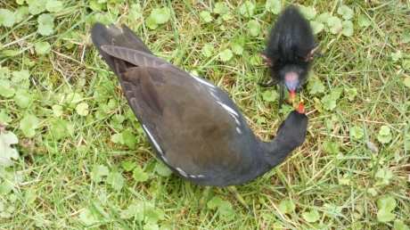 Waterhoen voert een van haar jongen