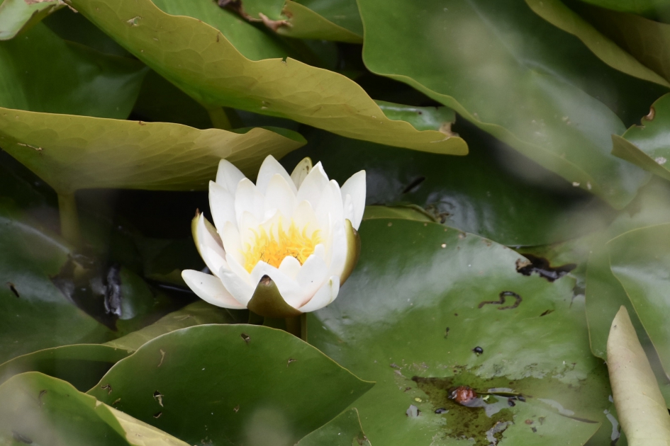 Waterlelie - Planten - 