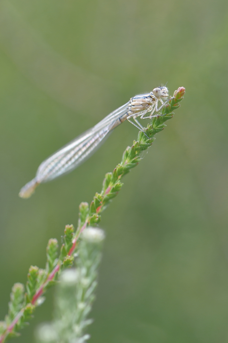 watersnuffel -v- - Geleedpotigen - watersnuffel