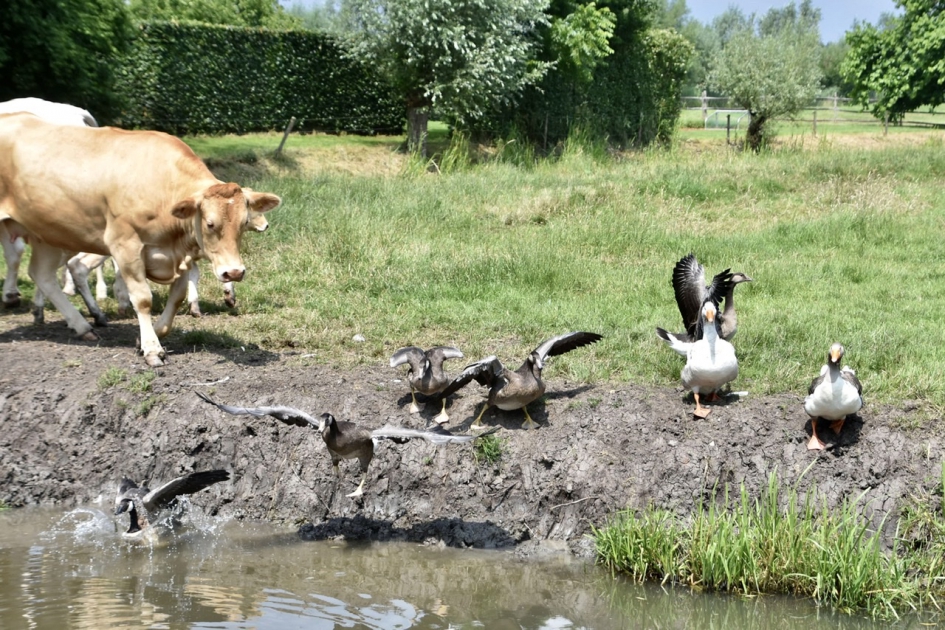 Wegwezen… - Vogels - 