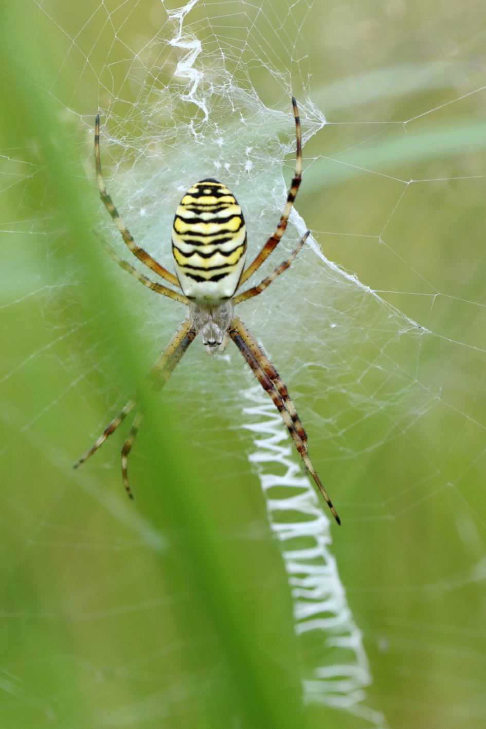 wespspin - Geleedpotigen - wespspin