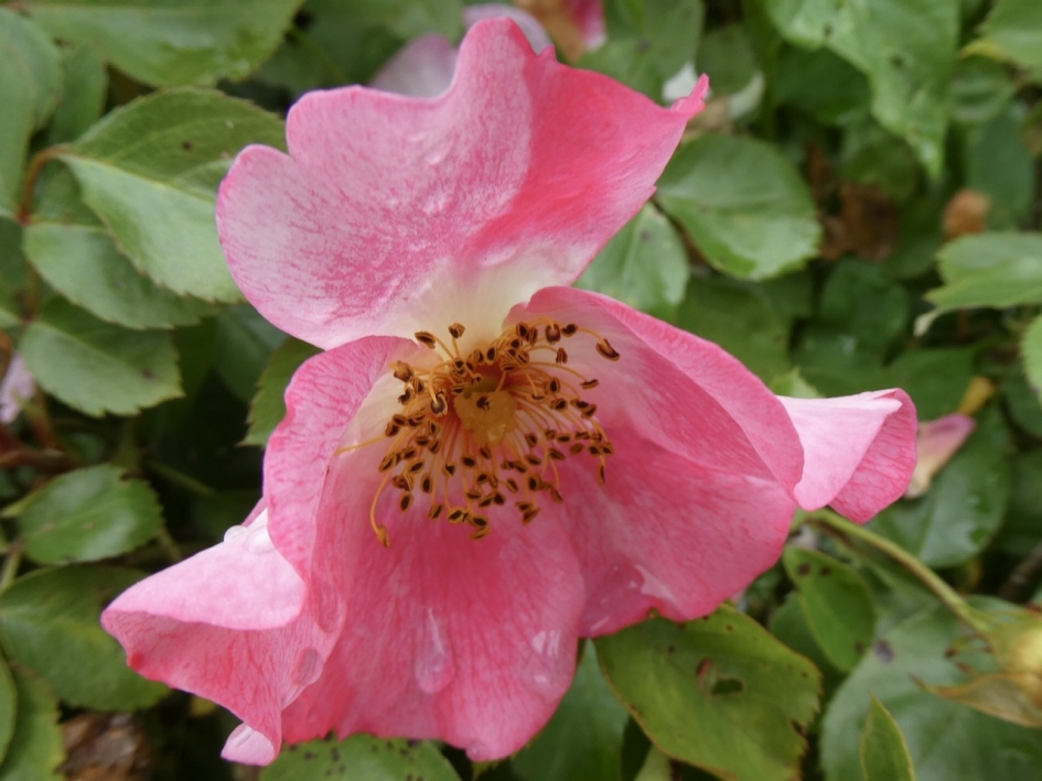 Wild roosje - Planten - 