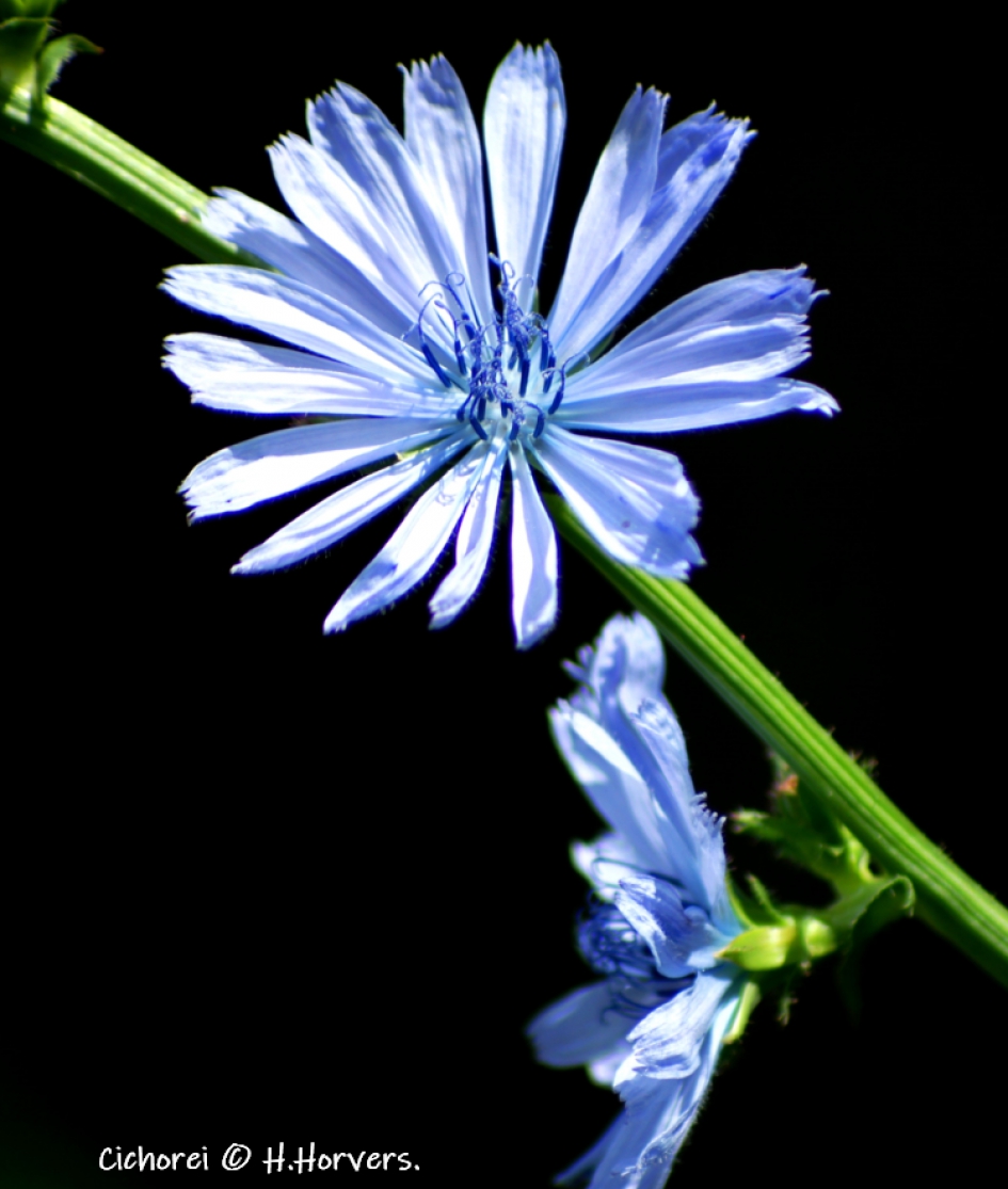 Wilde Cichorei - Planten - Wilde Cichorei