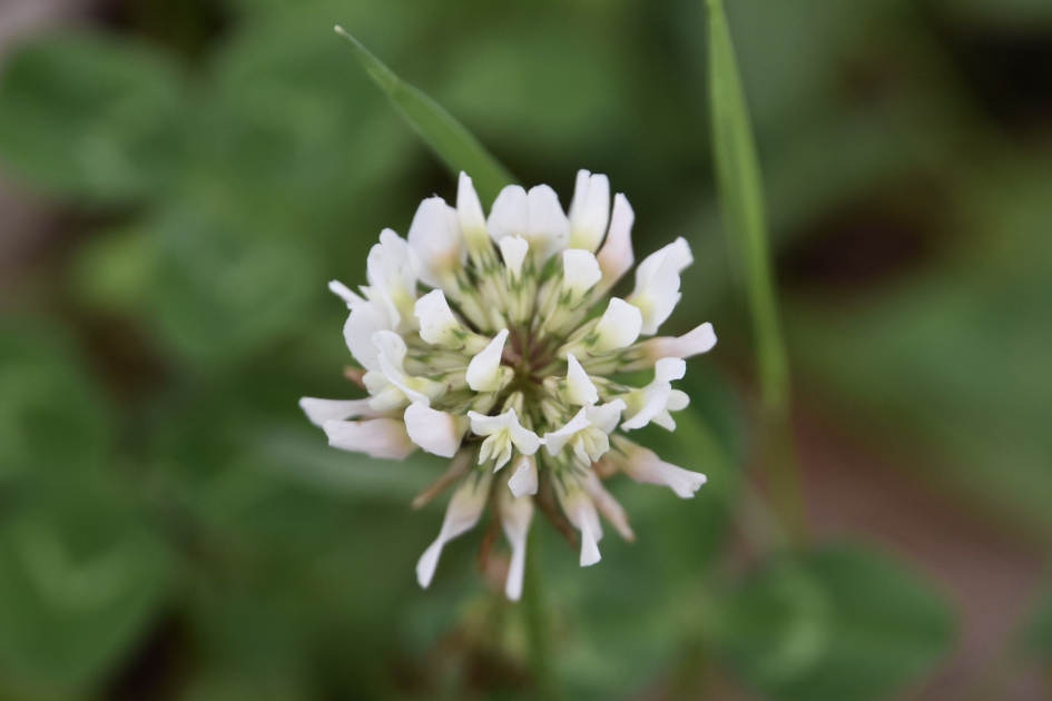Witte klaver - Planten - 