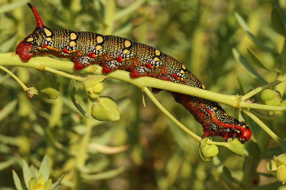 Wolfsmelkpijlstaartrups - Geleedpotigen - Wolfsmelkpijlstaart