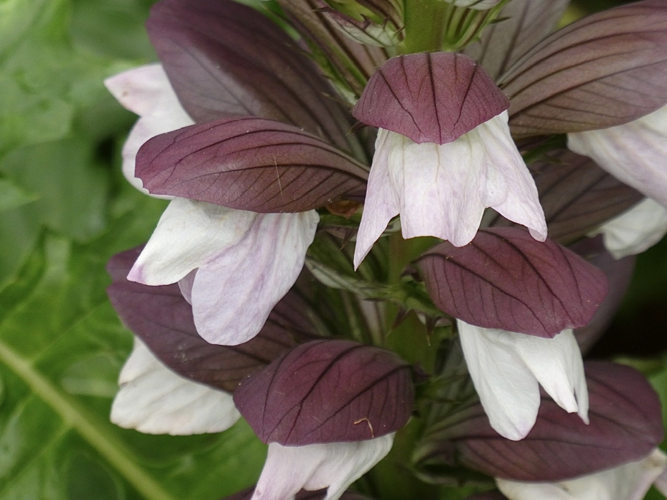 Zachte acanthus - Planten - 