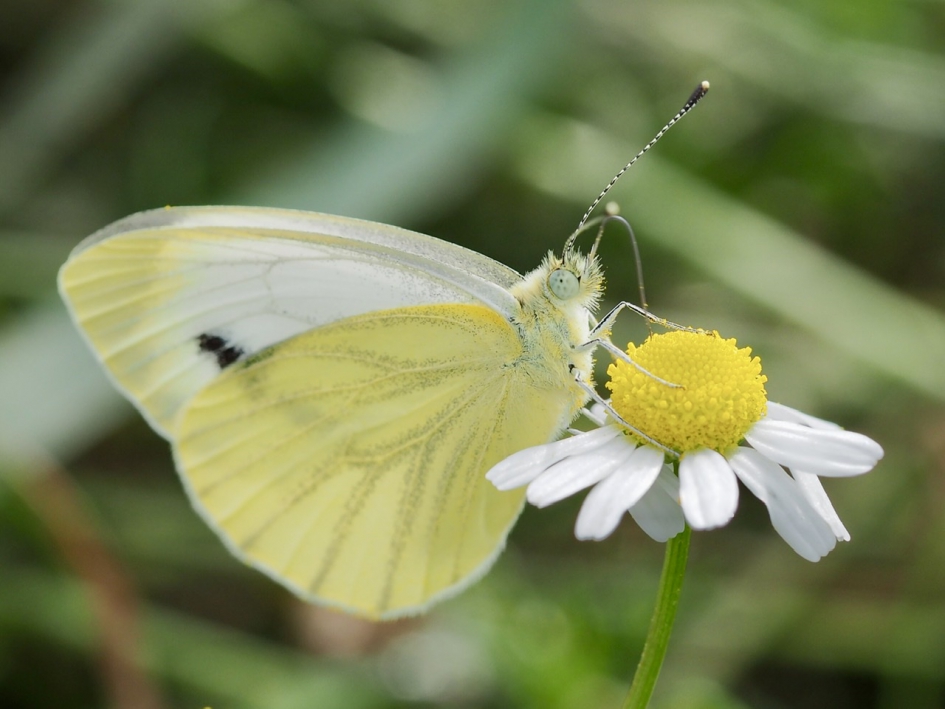 Zachtgeel - Geleedpotigen - Klein geaderd witje