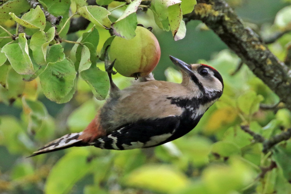 Zal ik wel.. of niet... - Vogels - Grote bonte specht