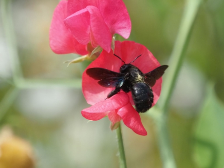 Zeer zeldzame Blauwzwarte Houtbij