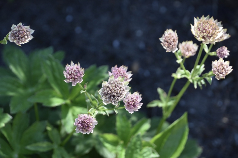 Zeeuwse knop - Planten - 