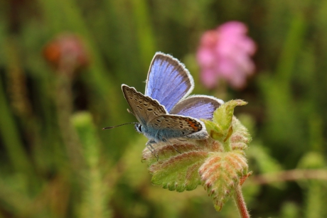 Zijaanzicht heideblauwtje