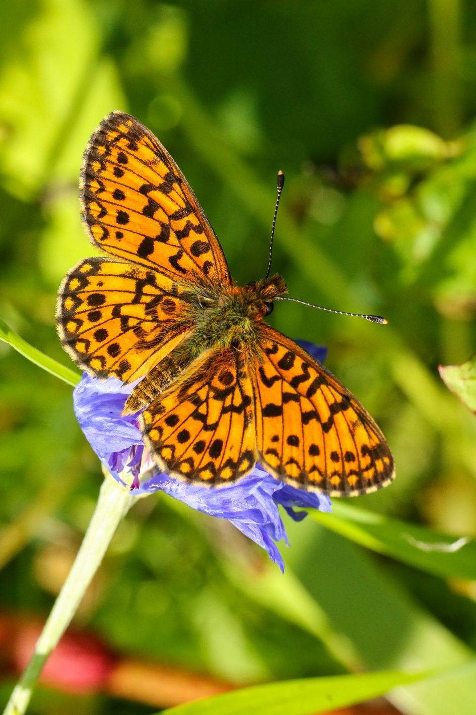 Zilveren maan - Geleedpotigen - Zilveren maan