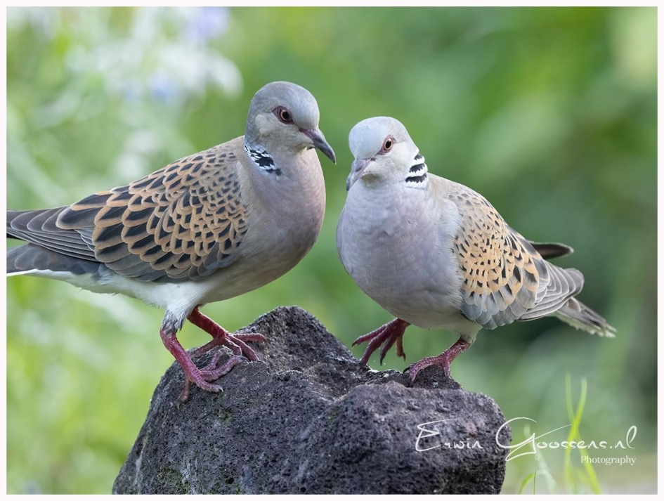 Zomertortel - Vogels - Zomertortel