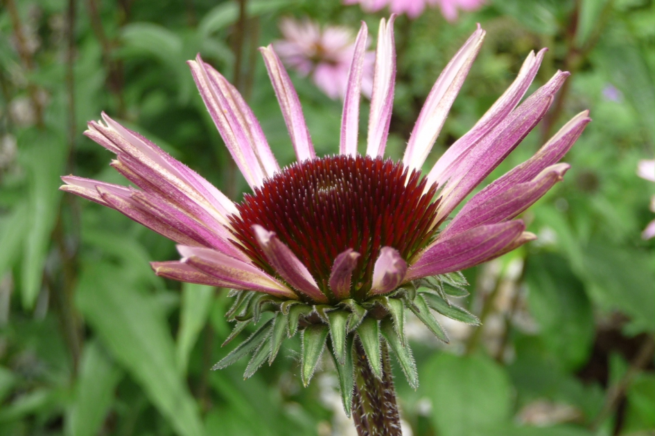 Zonnehoed - Planten - 