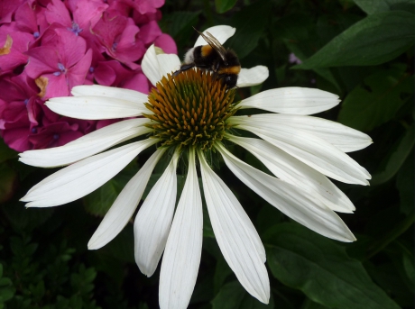 Zonnehoed met bezoek