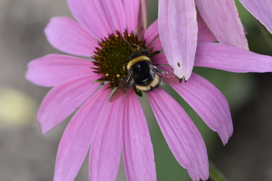 Zonnehoed met hommel 2 - Geleedpotigen - 
