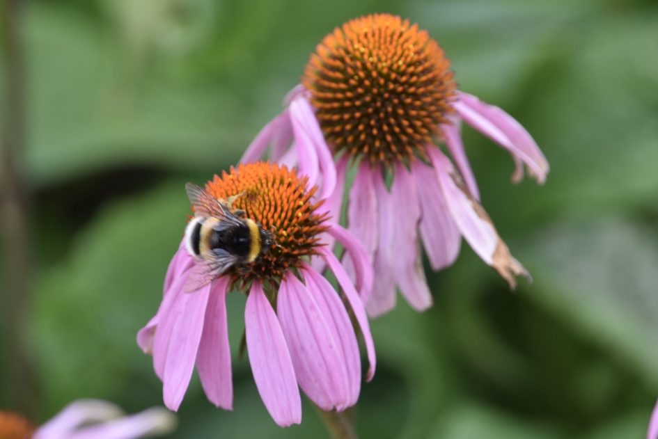 Zonnehoed met hommel - Geleedpotigen - 