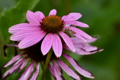 Zonnehoed met zweefvlieg