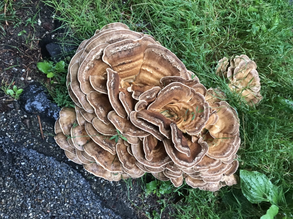 Zwammen - Schimmels - 