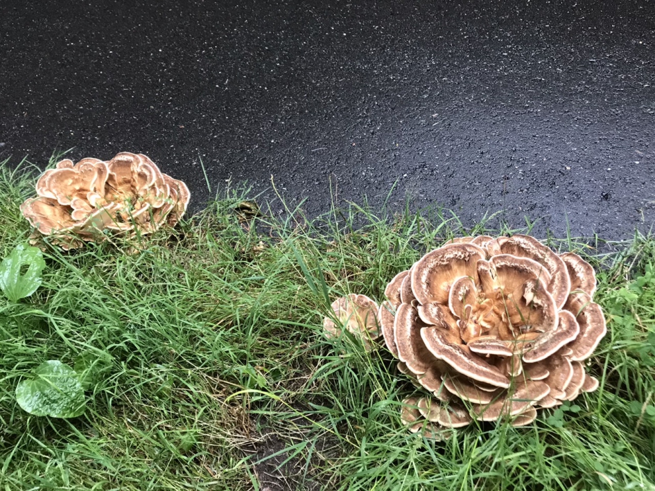 Zwammen - Schimmels - 