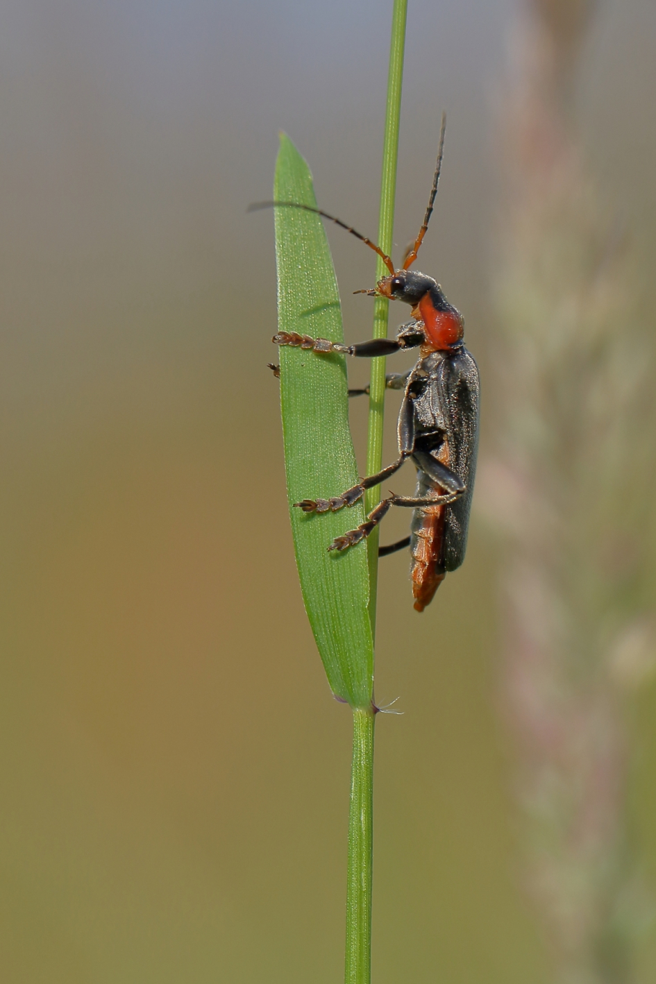 zwartpootsoldaatje - Geleedpotigen - zwartpootsoldaatje