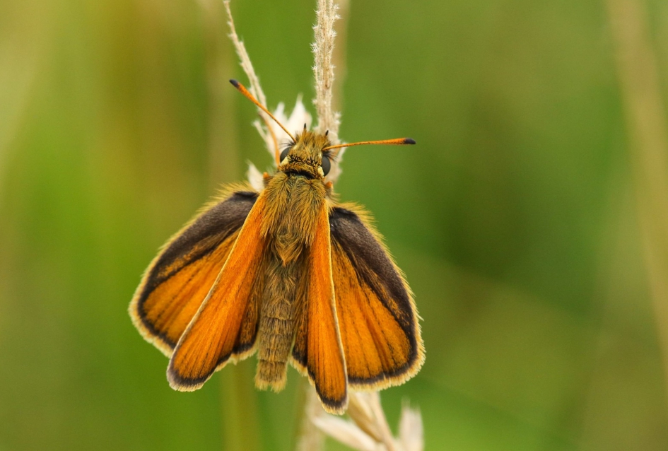 Zwartsprietdikkopje - Geleedpotigen - Zwartsprietdikkopje
