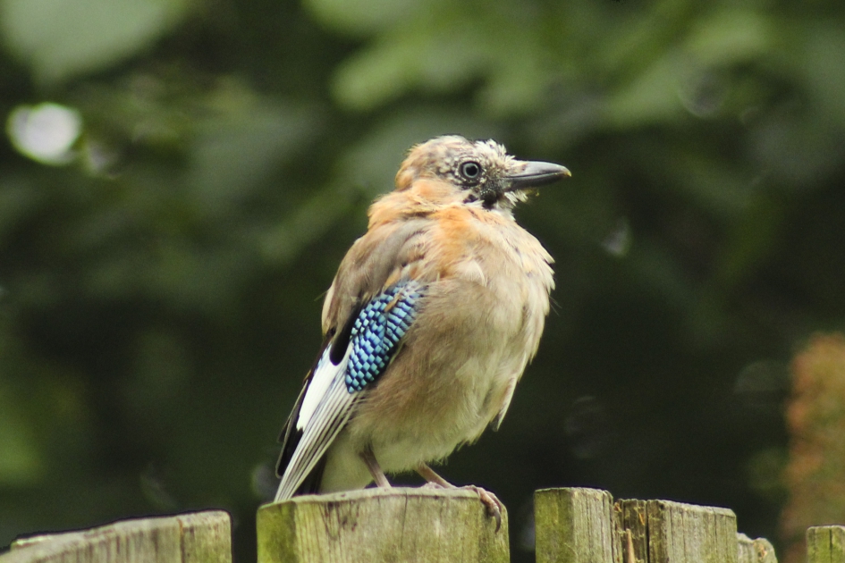 03 Als je haar maar goed zit: "Kale". - Vogels - (Vlaamse) gaai