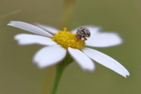16-stippelig lieveheersbeestje