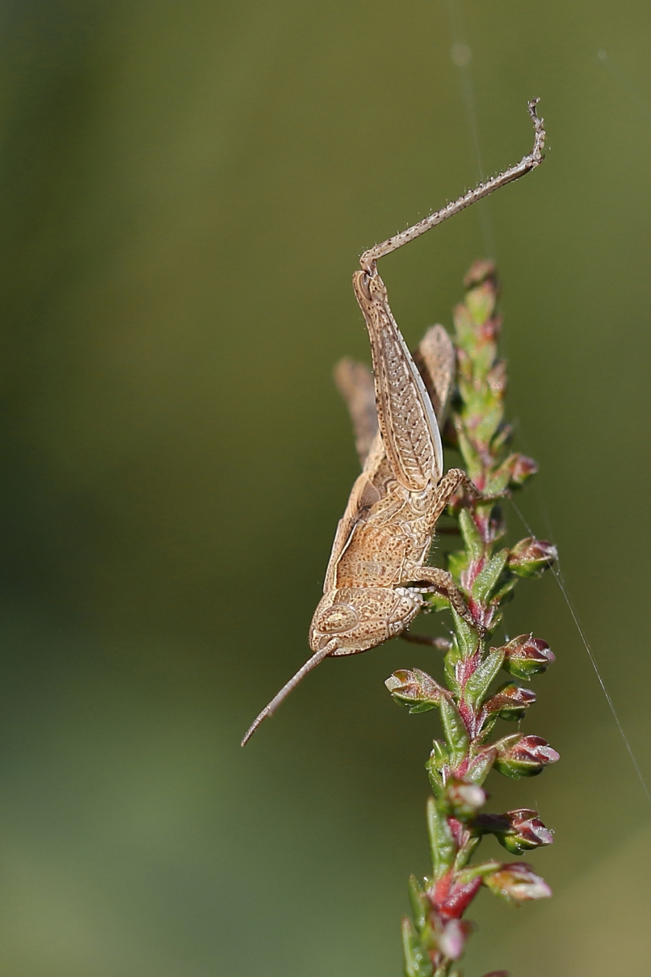 acrobaat - Geleedpotigen - biguttulusgroep