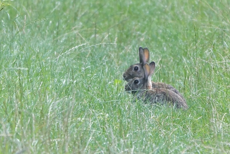 Alerte oren in het hoge gras