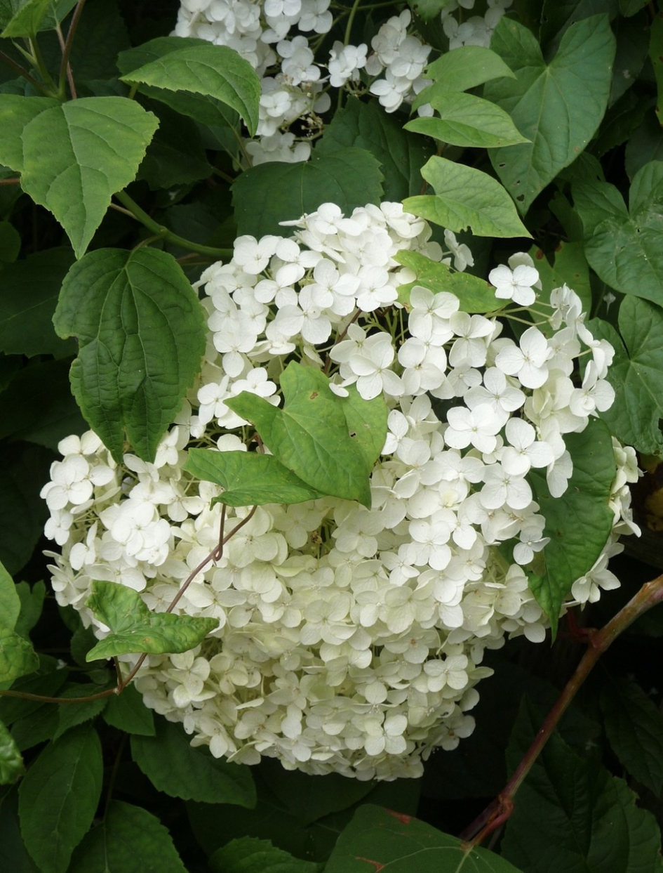 Annabelle - Planten - Hortensia