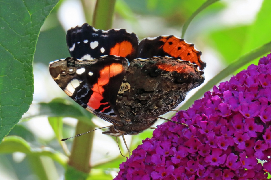 Atalanta - Geleedpotigen - 