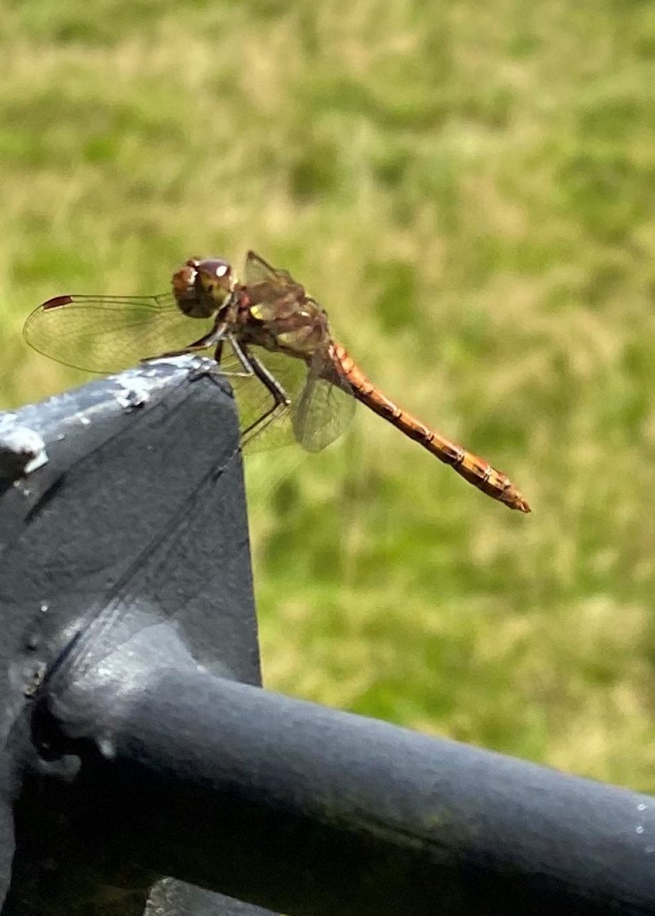 Beekoeverlibel? - Geleedpotigen - beekoeverlibel?