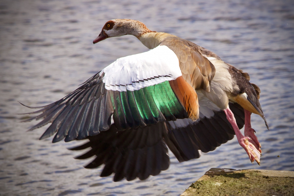 best wel indrukwekkend, die herrie makers.... - Vogels - 