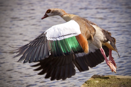 best wel indrukwekkend, die herrie makers....