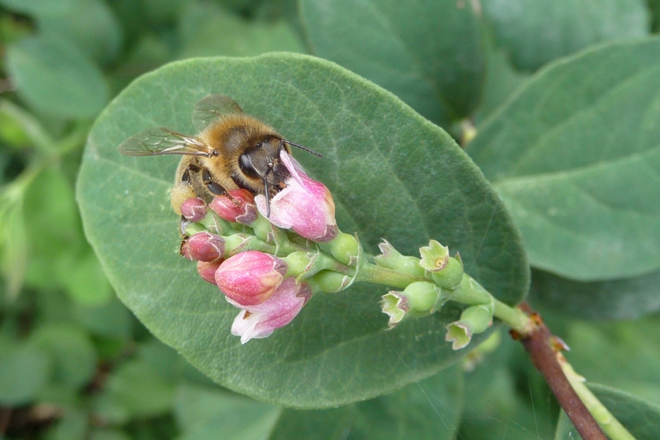 Bezoek op de besjes - Planten - 